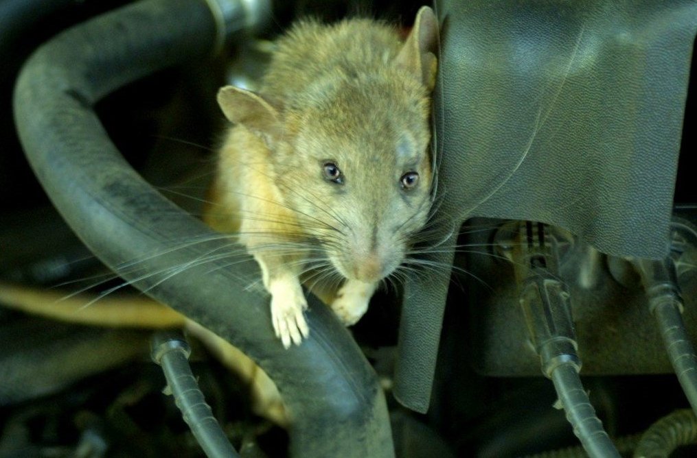 Kinh nghiệm chống chuột trên xe ô tô cực kỳ hiệu quả- Ảnh 1.