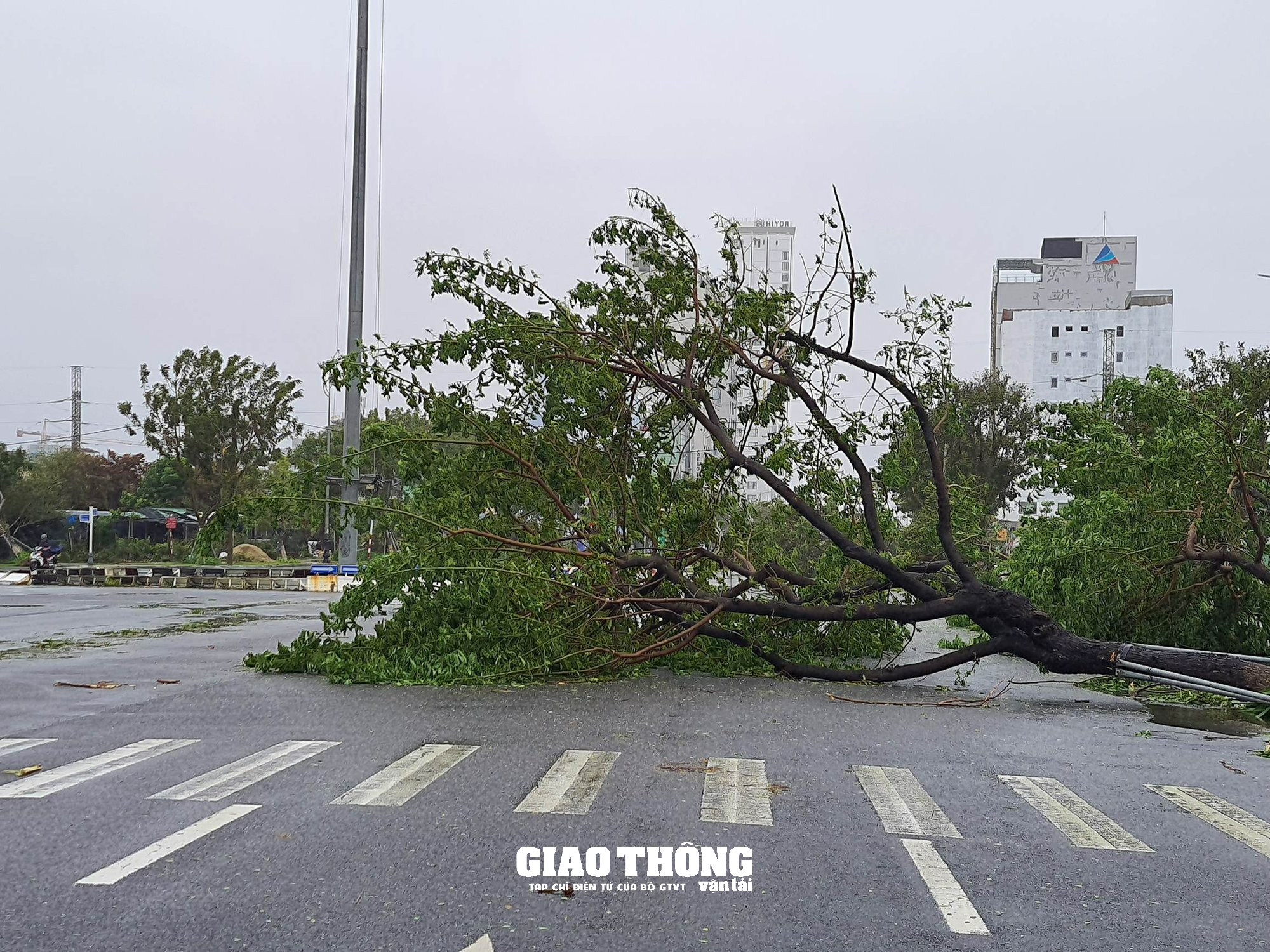 Ghi ở tâm bão Đà Nẵng-Quảng Nam: Cây xanh ngã đổ la liệt, gây ách tắc giao thông - Ảnh 12.