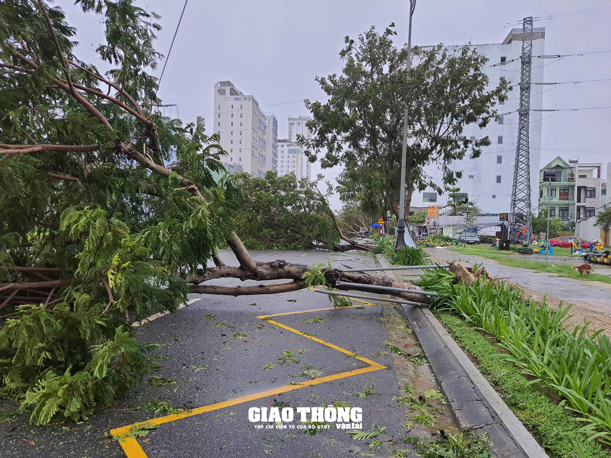 Ghi ở tâm bão Đà Nẵng-Quảng Nam: Cây xanh ngã đổ la liệt, gây ách tắc giao thông - Ảnh 10.