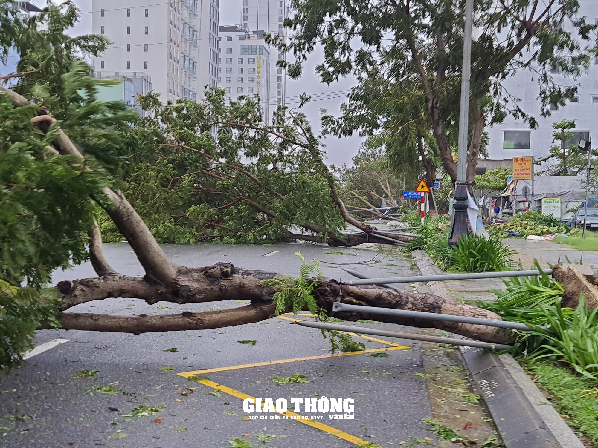 Ghi ở tâm bão Đà Nẵng-Quảng Nam: Cây xanh ngã đổ la liệt, gây ách tắc giao thông - Ảnh 8.