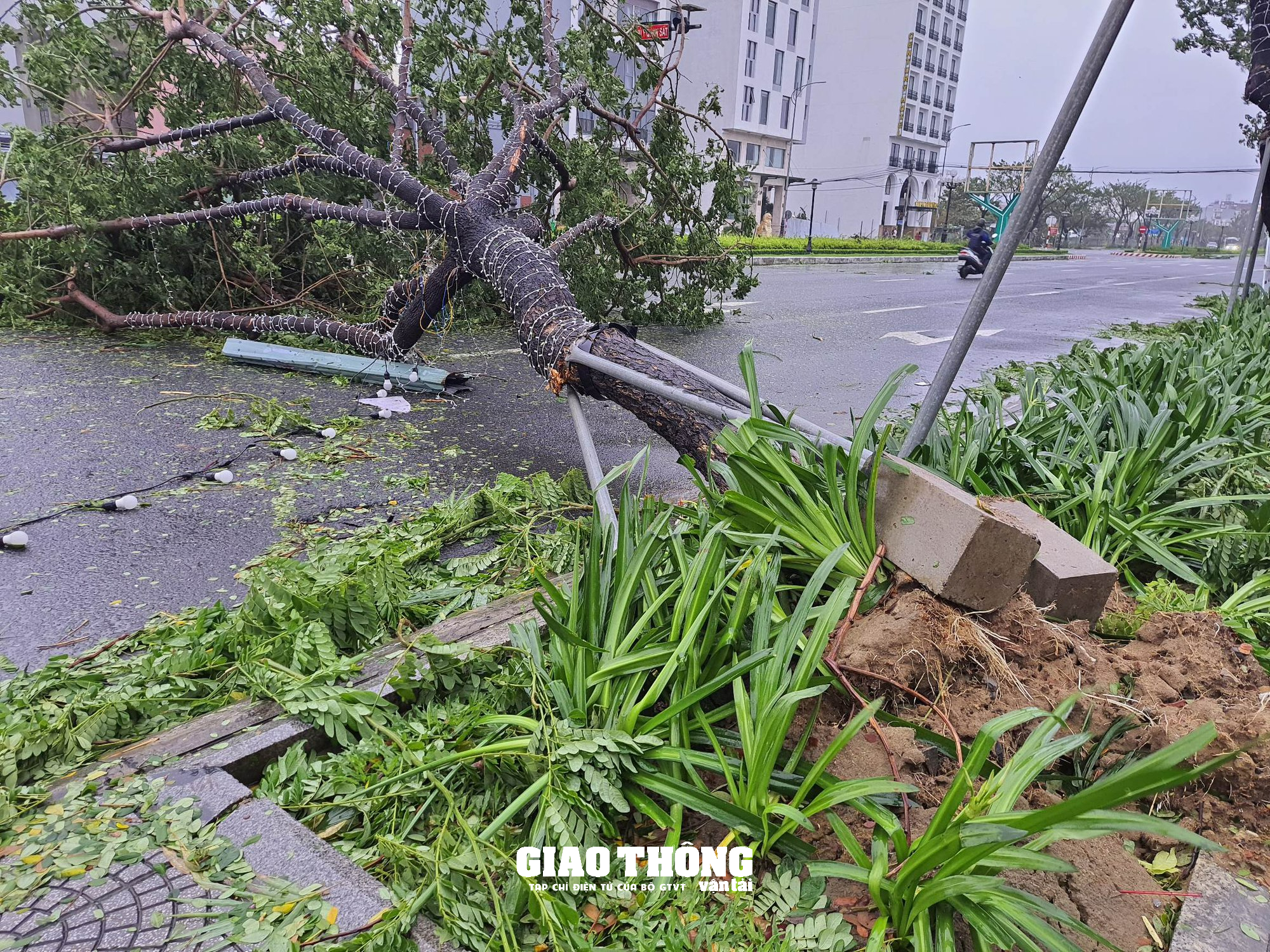 Ghi ở tâm bão Đà Nẵng-Quảng Nam: Cây xanh ngã đổ la liệt, gây ách tắc giao thông - Ảnh 17.