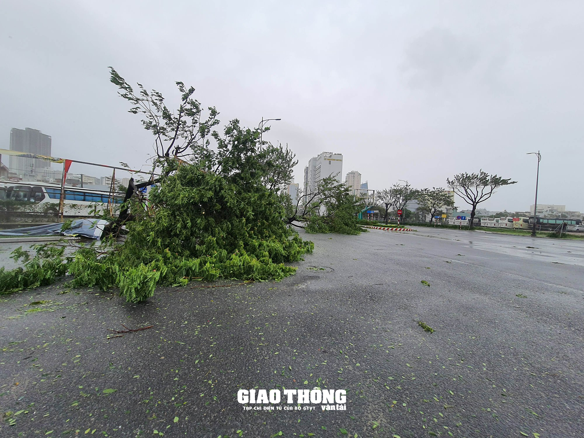 Ghi ở tâm bão Đà Nẵng-Quảng Nam: Cây xanh ngã đổ la liệt, gây ách tắc giao thông - Ảnh 11.