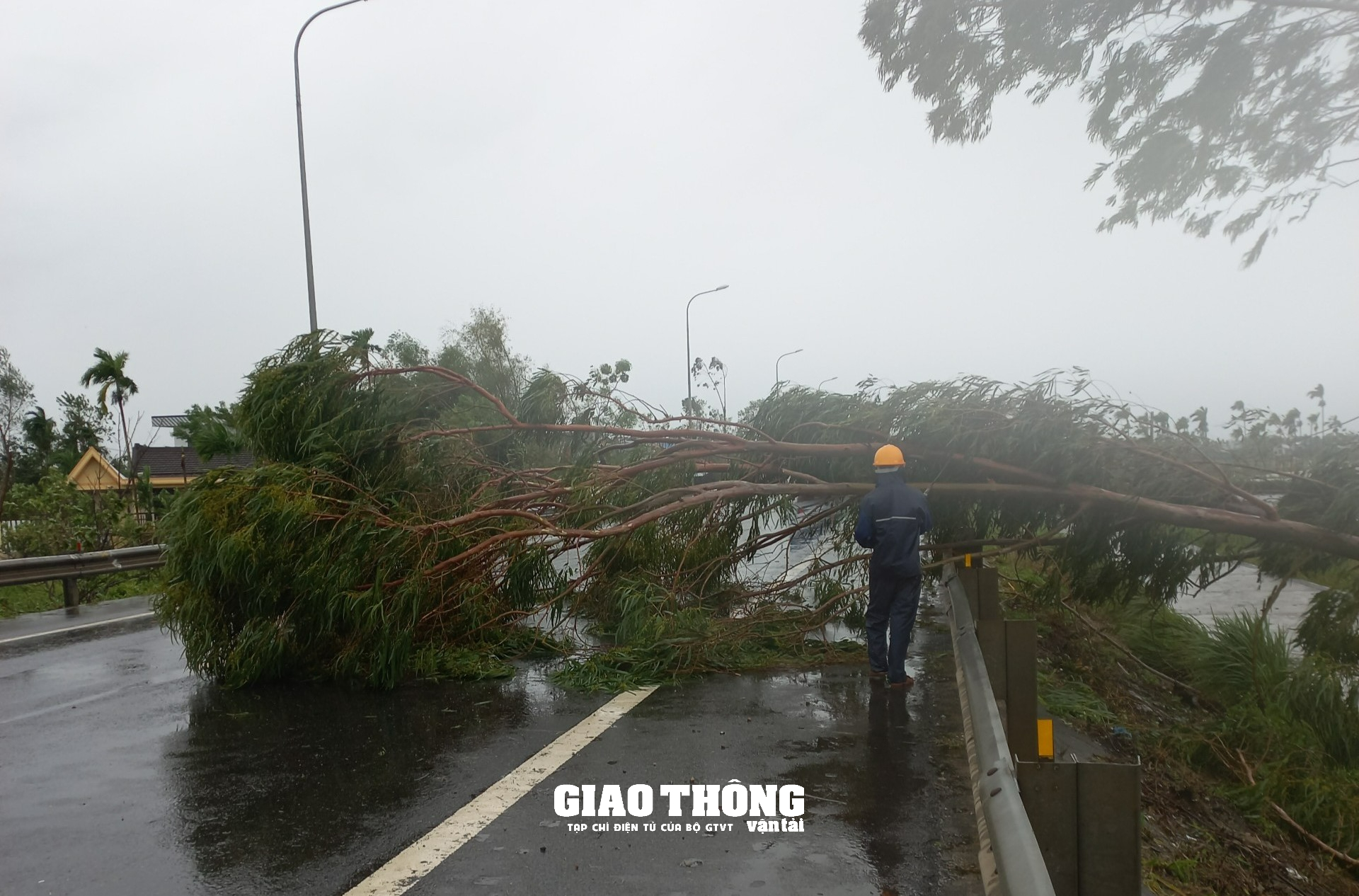 Ghi ở tâm bão Đà Nẵng-Quảng Nam: Cây xanh ngã đổ la liệt, gây ách tắc giao thông - Ảnh 6.