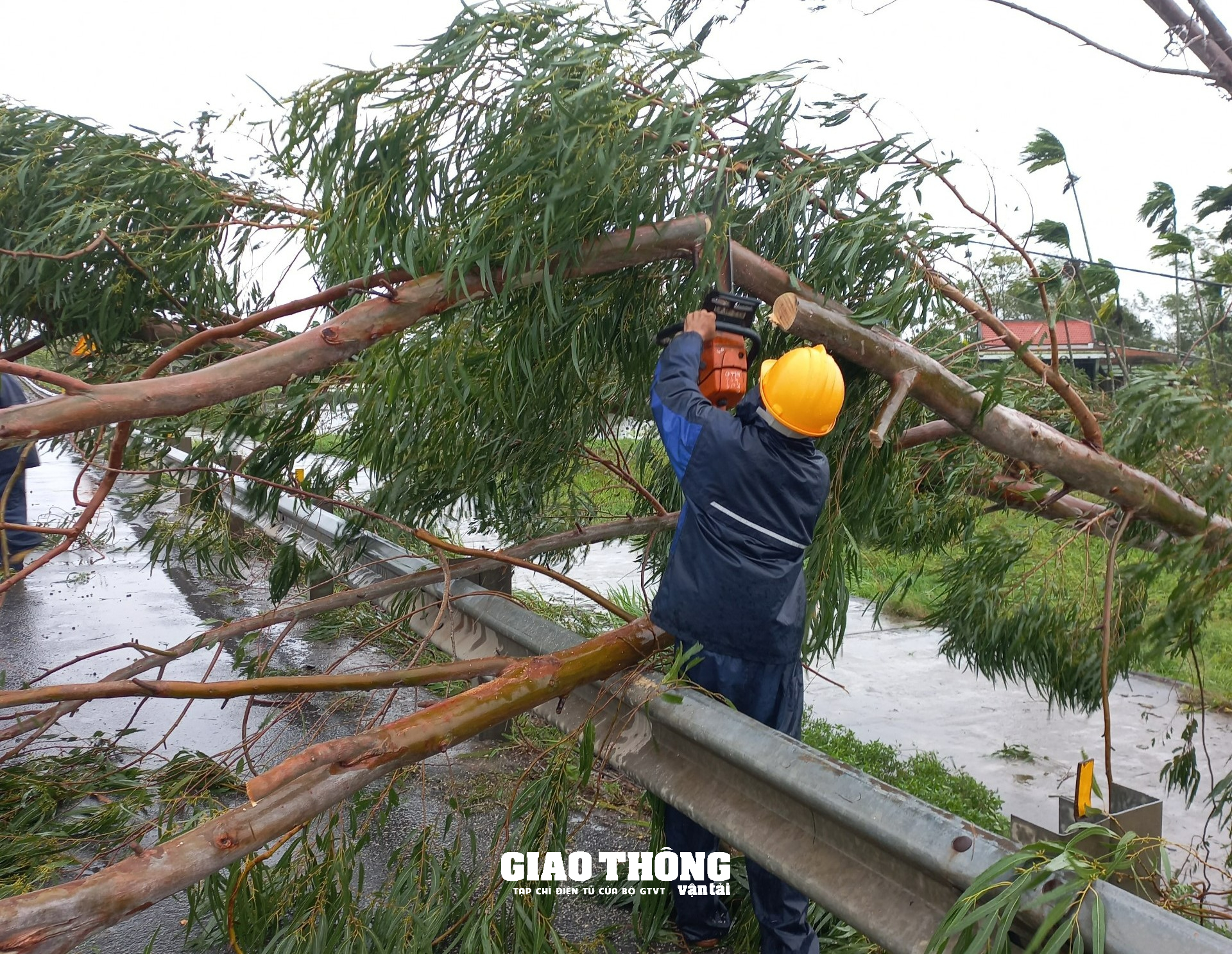 Ghi ở tâm bão Đà Nẵng-Quảng Nam: Cây xanh ngã đổ la liệt, gây ách tắc giao thông - Ảnh 2.