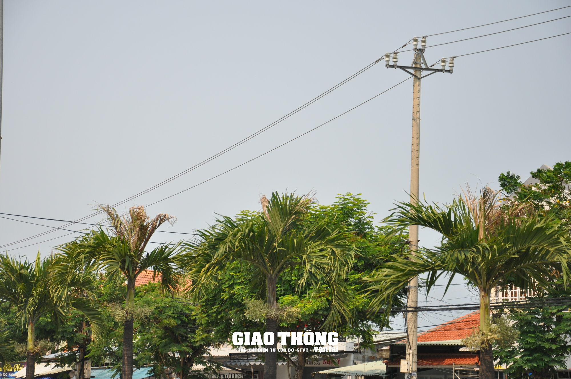 Hàng loạt cây xanh, thảm cỏ trên các tuyến đường ở Quảng Nam chết cháy - Ảnh 2.