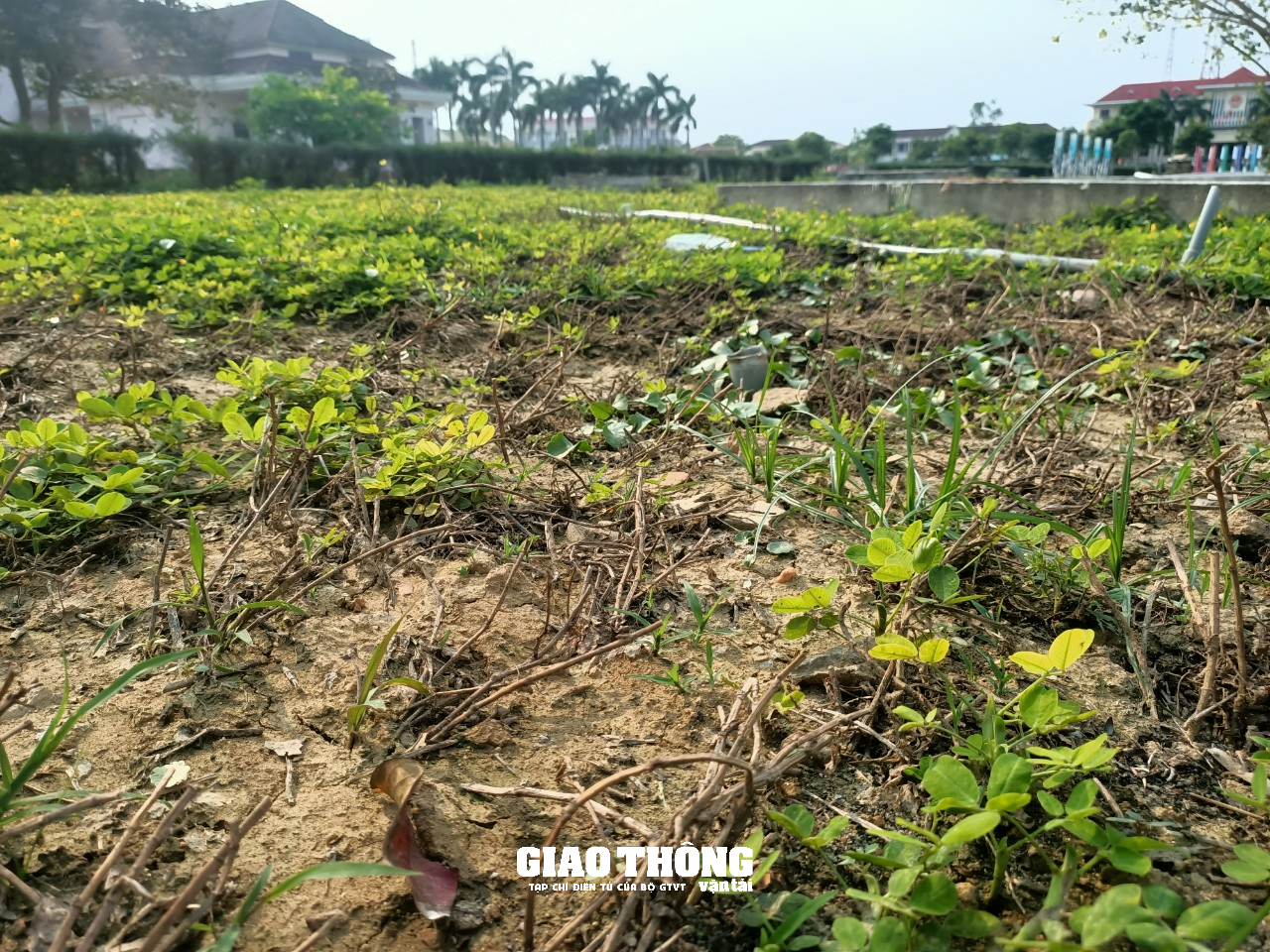 Hàng loạt cây xanh, thảm cỏ trên các tuyến đường ở Quảng Nam chết cháy - Ảnh 5.