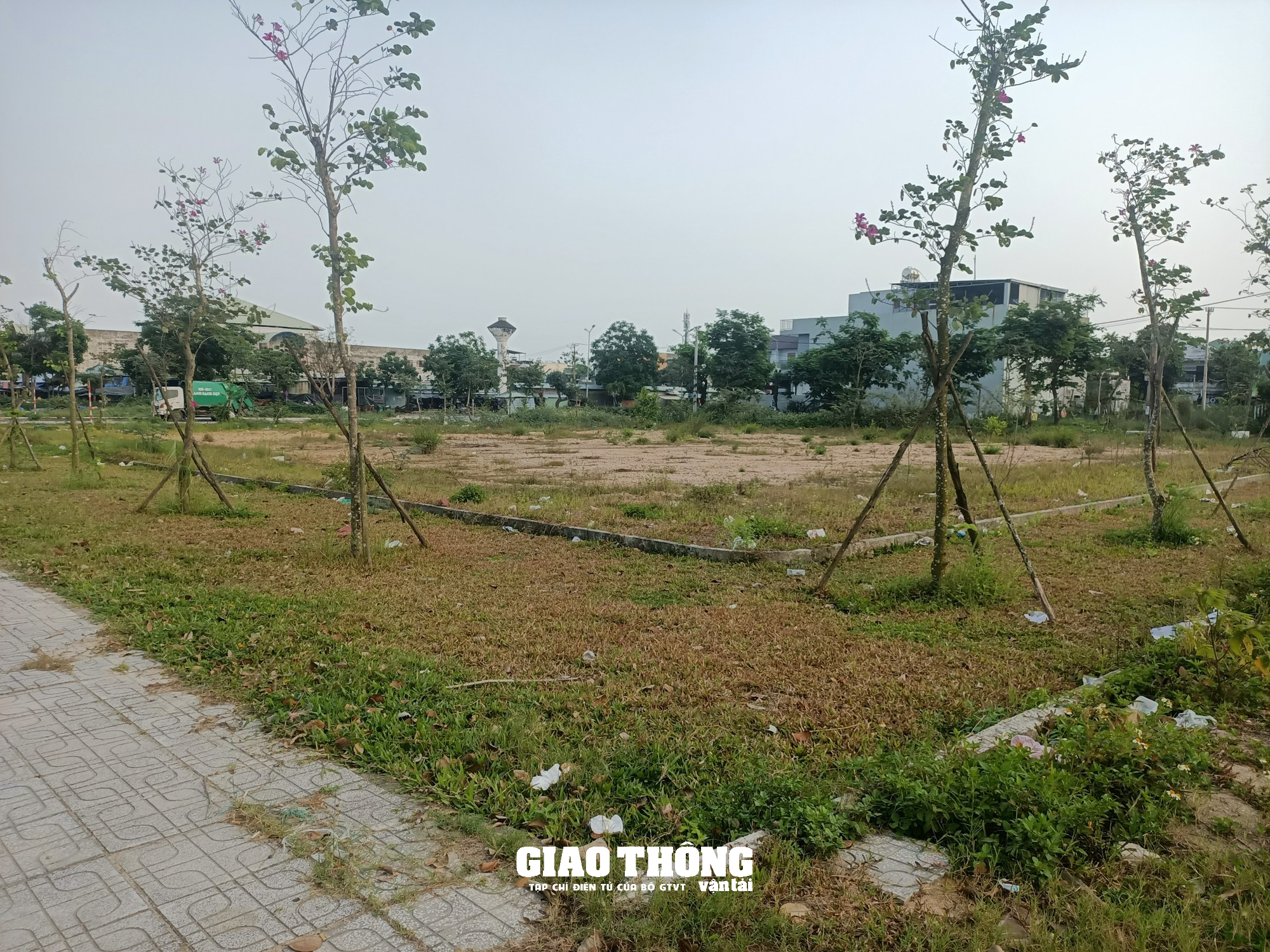Hàng loạt cây xanh, thảm cỏ trên các tuyến đường ở Quảng Nam chết cháy - Ảnh 7.