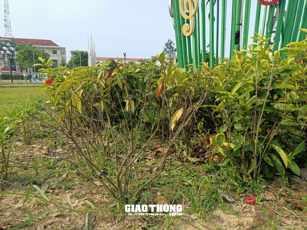 Hàng loạt cây xanh, thảm cỏ trên các tuyến đường ở Quảng Nam chết cháy - Ảnh 9.