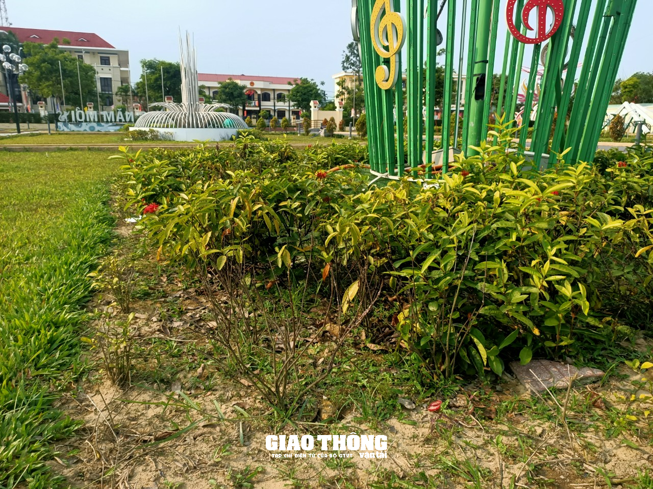 Hàng loạt cây xanh, thảm cỏ trên các tuyến đường ở Quảng Nam chết cháy - Ảnh 11.