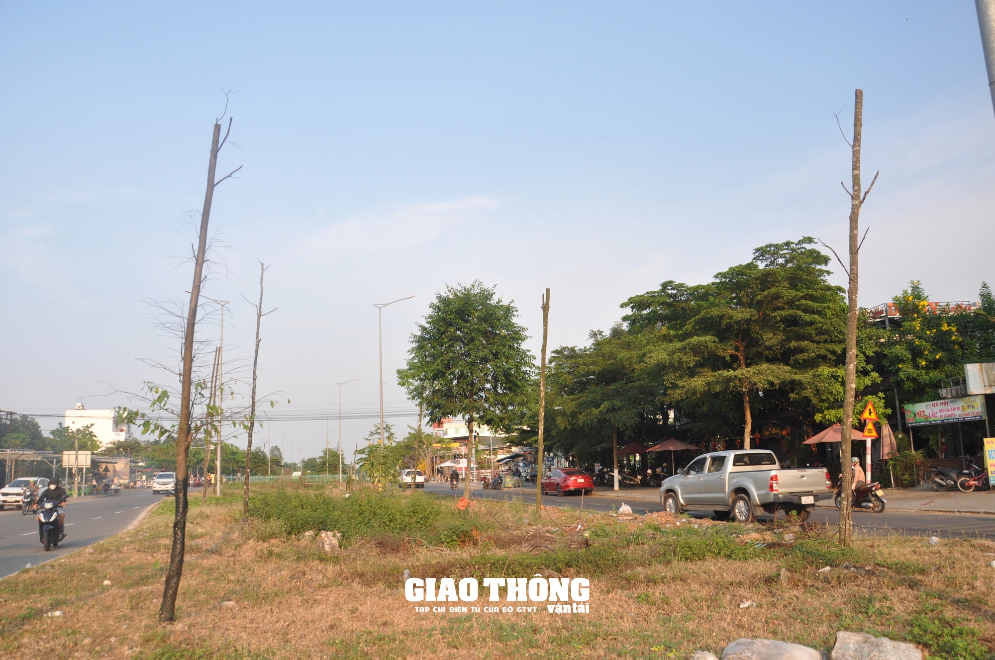 Cây xanh chết khô hàng loạt trên đường 500 tỷ ở Đà Nẵng- Ảnh 1.