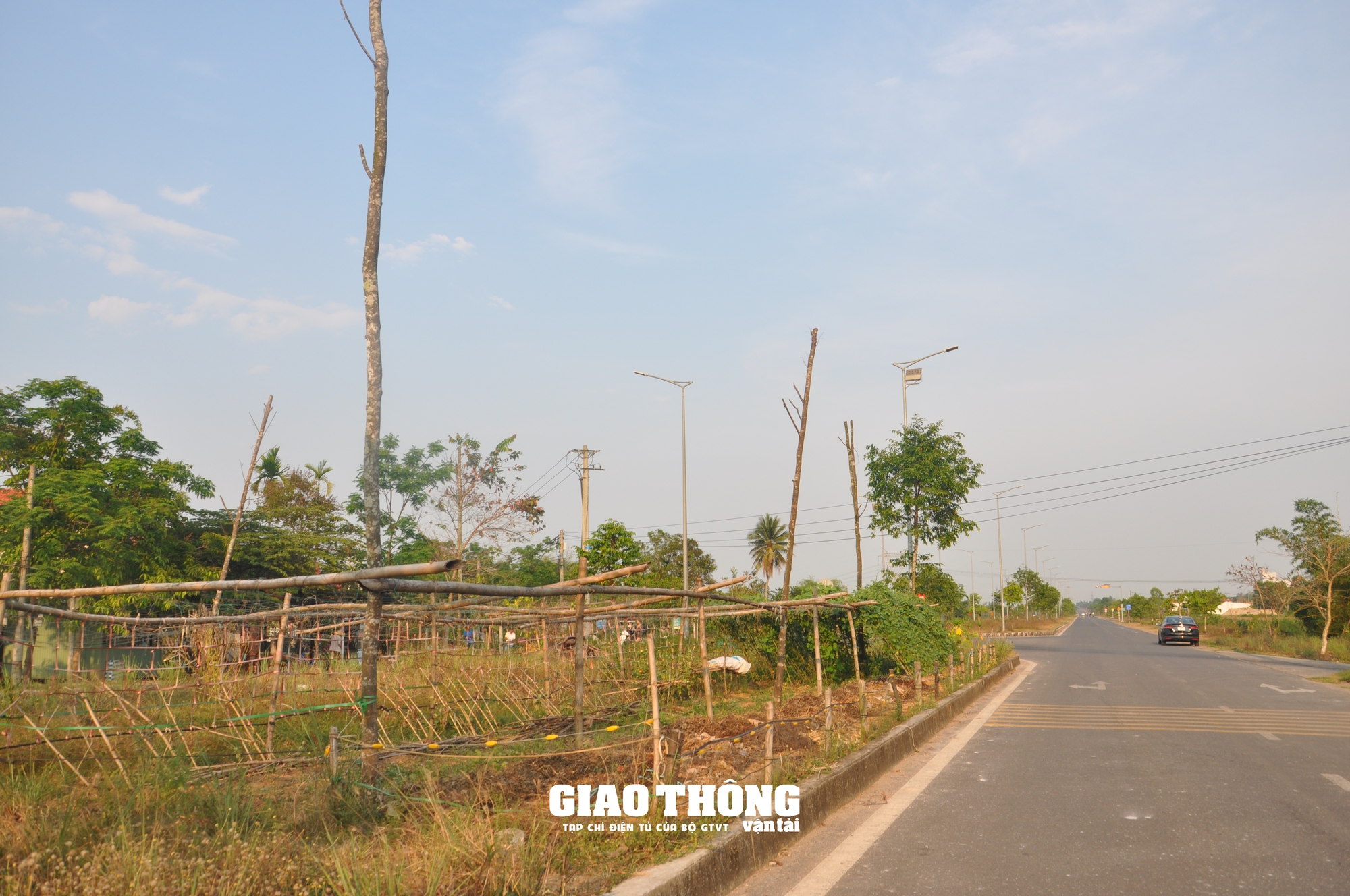 Cây xanh chết khô hàng loạt trên đường 500 tỷ ở Đà Nẵng- Ảnh 2.
