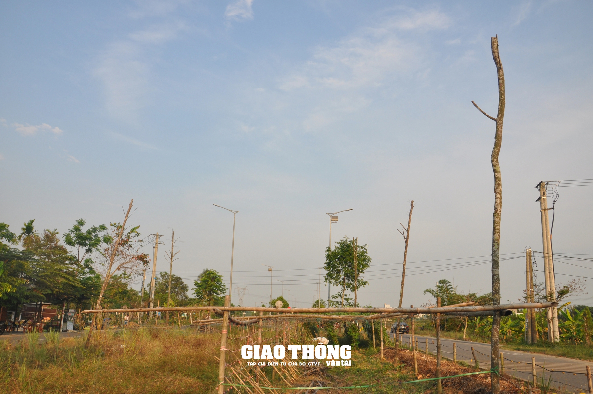 Vụ cây xanh chết khô hàng loạt trên đường 500 tỷ ở Đà Nẵng: Ai chịu trách nhiệm?- Ảnh 15.