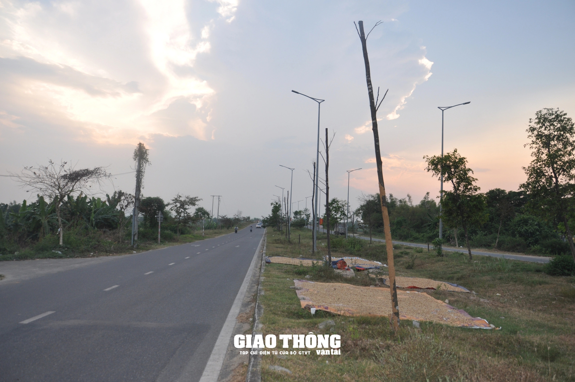 Vụ cây xanh chết khô hàng loạt trên đường 500 tỷ ở Đà Nẵng: Ai chịu trách nhiệm?- Ảnh 3.