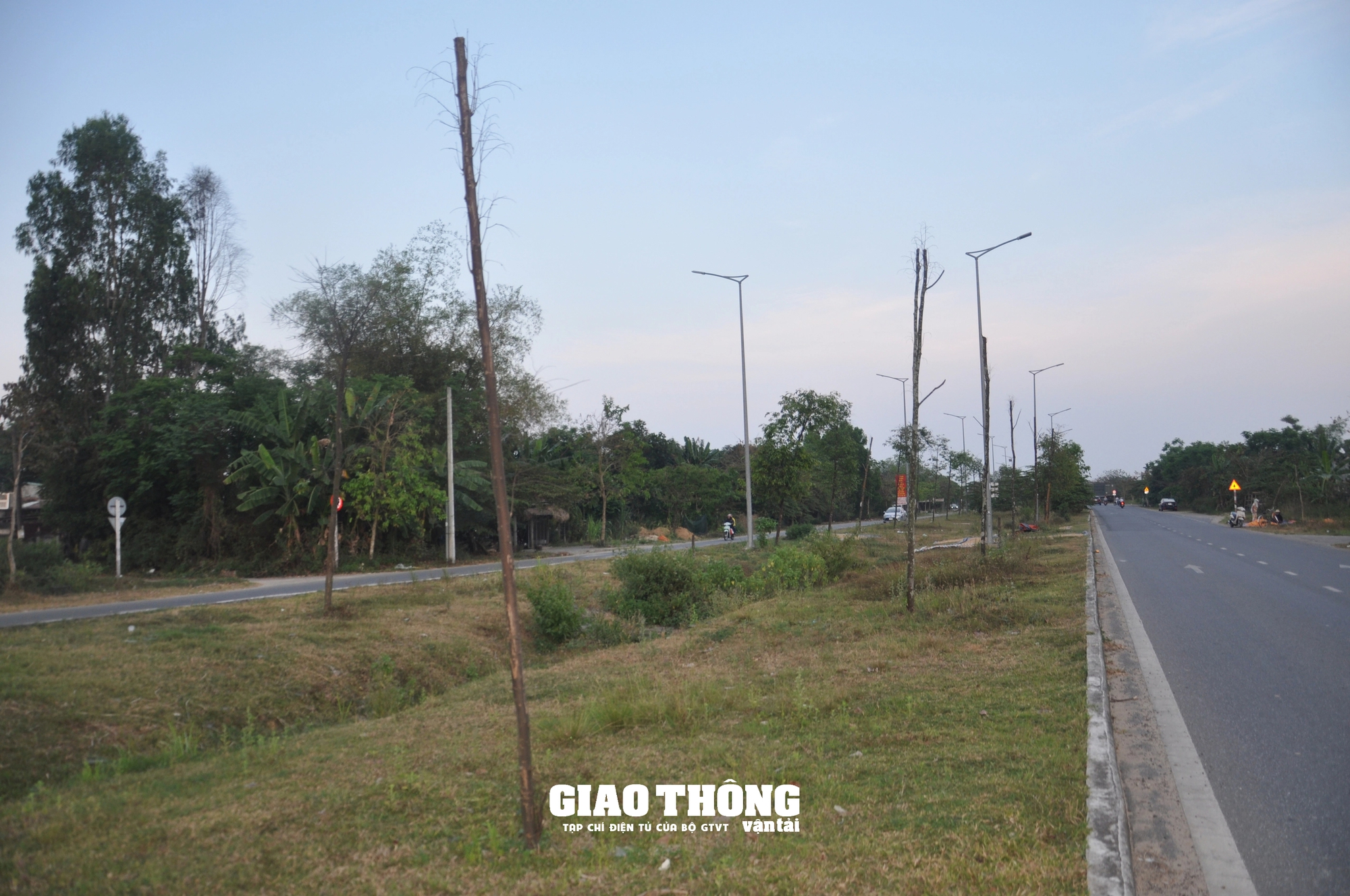 Vụ cây xanh chết khô hàng loạt trên đường 500 tỷ ở Đà Nẵng: Ai chịu trách nhiệm?- Ảnh 12.