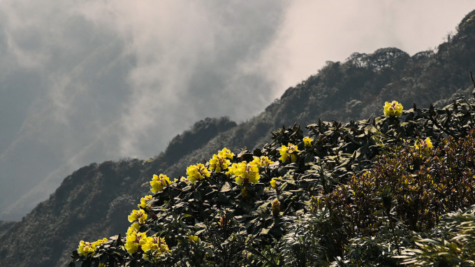 6. Suối hoa đỗ quyên tuyệt đẹp trên đỉnh Fansipan