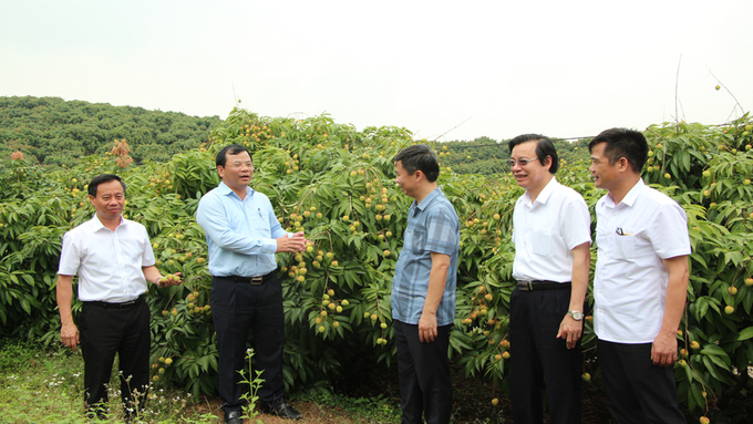 Phó Chủ tịch UBND tỉnh Bắc Giang - Phan Thế Tuấn và các đại biểu thăm vùng vải thiều sớm xã Phúc Hòa (huyện Tân Yên) hôm 20/5.