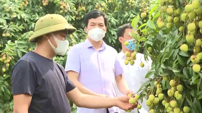 Chủ tịch UBND huyện Tân Yên Nguyễn Viết Toàn kiểm tra công tác thu hoạch vải thiều tại thôn Lân Thịnh, xã Phúc Hòa.