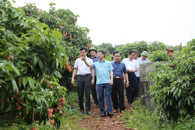 Chủ tịch UBND tỉnh Bắc Giang Lê Ánh Dương thăm vườn vải tại xã Phúc Hòa, huyện Tân Yên chiều 8/6.