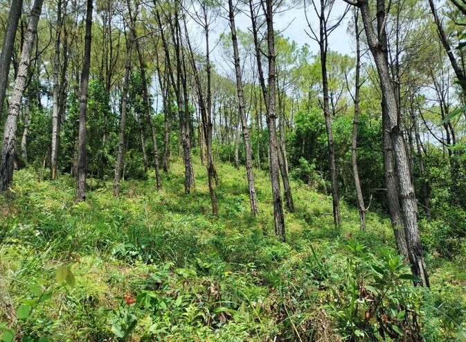 Rừng thông bị phá hoại nằm ở tiểu khu 592, thôn Thạch Kiều, xã Tam Xuân 2, huyện Núi Thành, Quảng Nam.