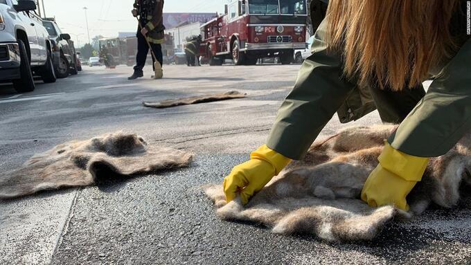 Các tình nguyện viên MOT dùng thảm tóc để làm sạch dầu trên đường