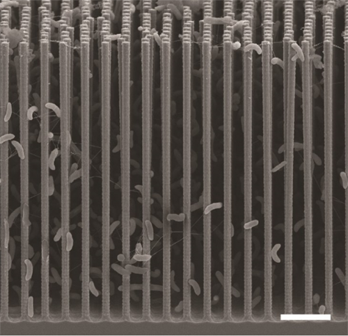Hệ thống ống nano xen kẽ với 2 loại vi khuẩn khác nhau nhằm mô phỏng quá trình quang hợp​