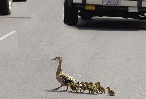 ducks-crossing-road