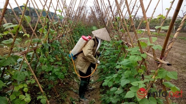 Chỉ 5% rau an toàn vào siêu thị