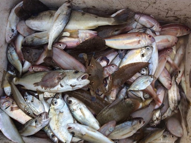 Bắt quả tang xe thu mua cá chết ở vùng biển nghi n
