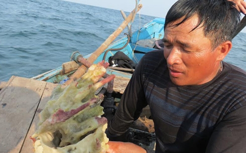 Ngư dân miền Trung phát hiện san hô, cá chết la li