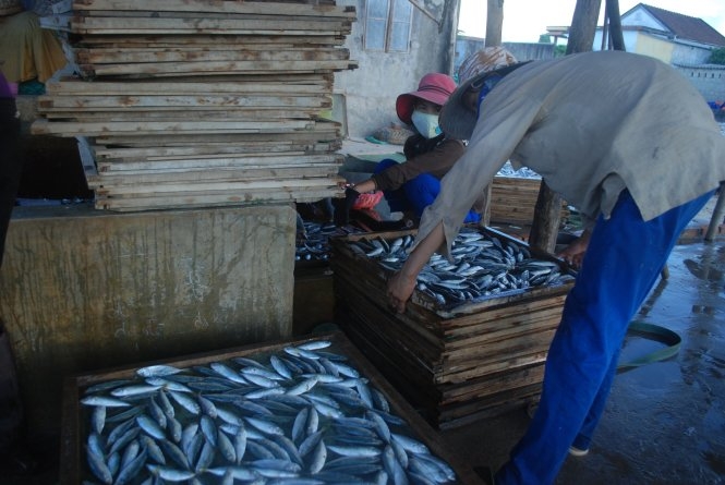 Phát hiện chất độc chết người trong sản phẩm cá nụ