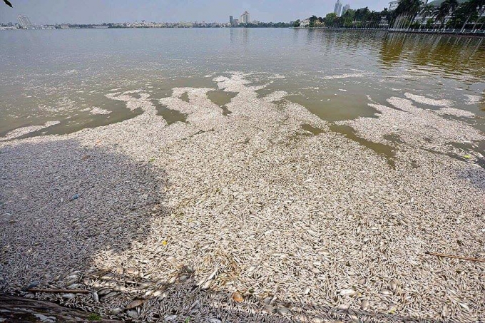 Cá chết ở Hồ Tây đã lên đến 60 tấn, chỉ số oxy bằn