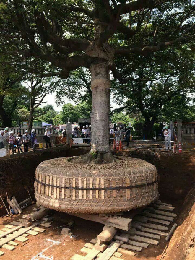 Đây là cách người Nhật di dời cây xanh