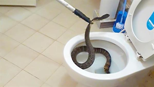 161230-news-thailand-toilet-snake-vin640x360844754