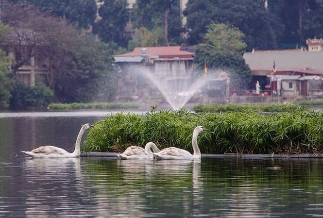 Thiên nga được bảo vệ ra sao ở hồ Thiền Quang dịp 