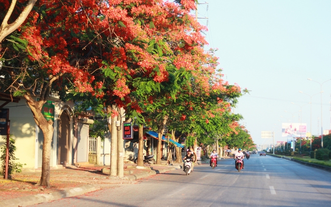4 Trơ trụi con đường hoa phượng đẹp bậc nhất Việt 