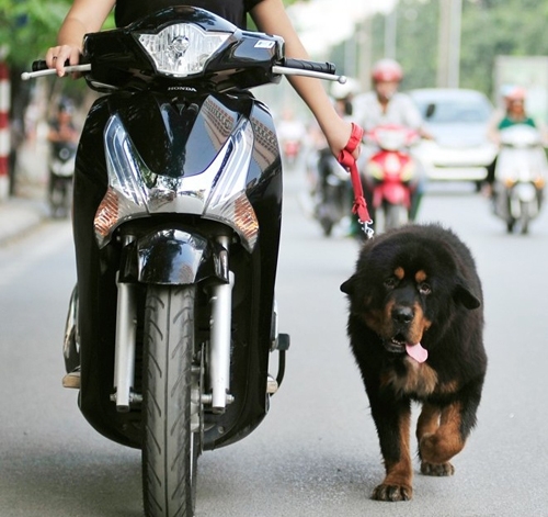 vovgiaothong_3_6_8_15_dat_theo_suc_vat