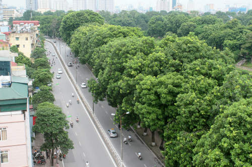 ha-noi-chat-ha-danh-chuyen-hang-cay-xanh-ven-ho-thu-le-sau-tet-1