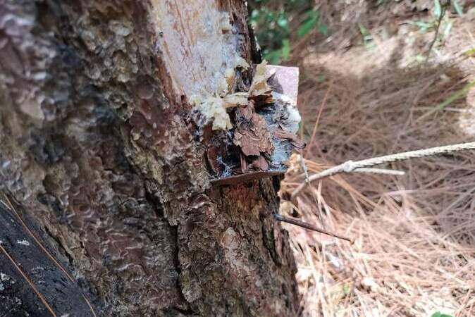 Trên thân cây xuất hiện các vết khoan, chiếc đinh đóng vào ở gốc.