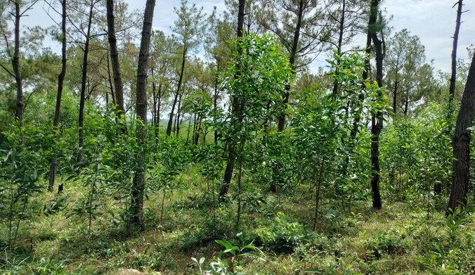 Bên dưới tán rừng thông bị phá hoại có cây keo trồng của người dân địa phương.