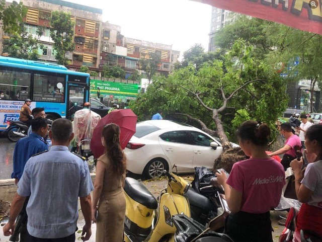 Hà Nội: Nhiều xe ô tô bị cây cổ thụ bật gốc đè trúng trong mưa lớn - Ảnh 2.