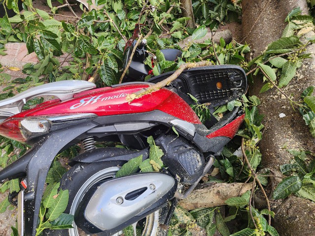 Video: Cây cổ thụ gãy đổ ở Đắk lắk, người phụ nữ đi xe máy bị thương- Ảnh 2.