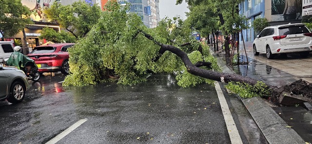 TP. HCM mưa lớn cây gãy đổ khiến giao thông rối loạn- Ảnh 1.