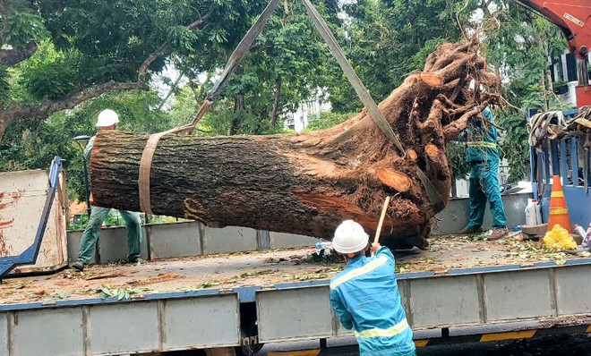 Sẵn sàng tăng ca làm đêm, hỗ trợ Hà Nội giải tỏa cây xanh ngã đổ, đảm bảo giao thông sau bão số 3 - Ảnh 14.