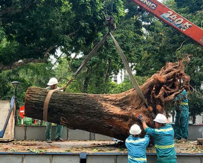 Sẵn sàng tăng ca làm đêm, hỗ trợ Hà Nội giải tỏa cây xanh ngã đổ, đảm bảo giao thông sau bão số 3 - Ảnh 17.