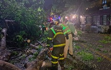 Video CSGT Hà Nội dầm mưa xuyên đêm khắc phục cây đổ đảm bảo giao thông