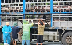 Video CSGT Phú Thọ bắt giữ xe tải chở gần 200 con lợn nhiễm dịch tả châu Phi