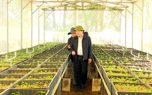 Quảng Nam xin chuyển 25ha rừng, mở đường vào vùng sâm Ngọc Linh