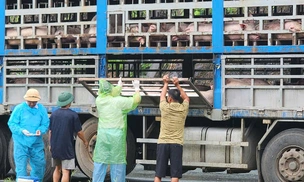 Video CSGT Phú Thọ bắt giữ xe tải chở gần 200 con lợn nhiễm dịch tả châu Phi