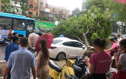 Hà Nội: Nhiều xe ô tô bị cây bật gốc đè trúng trong mưa lớn