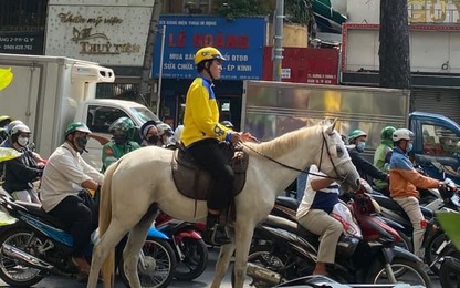 TP.HCM: CSGT xử phạt thanh niên cưỡi ngựa dạo phố